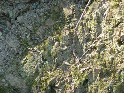 5 Top WLO quarry pebble.jpg